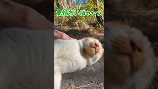 道端に猫が落っこちてた🐱【感動猫動画】