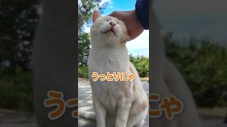 撫でられた顔が可愛すぎる猫【感動猫動画】