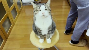 怒られてるのにかわいい言い訳で何とかなると思っている猫【ひのき猫】