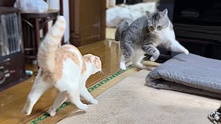 初めてやんのかステップで挑発された猫がまさかのこうなりました…【もちまる日記】