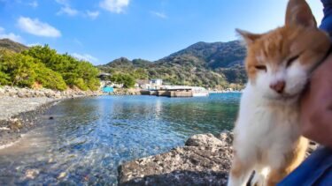 漁港にある小さな桟橋で座ると猫が寄ってきて癒やされる【感動猫動画】