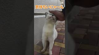 道端で猫に遭遇した🐱【感動猫動画】