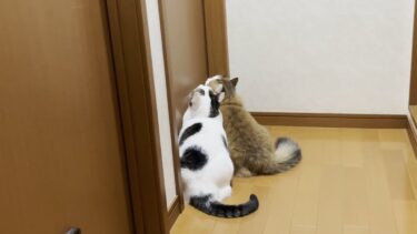 「ドアを開けて」と真ん丸の目でお願いする猫【ひのき猫】