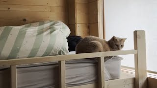 しばらく息子が猫部屋ベッドで寝ることになりました【ひのき猫】