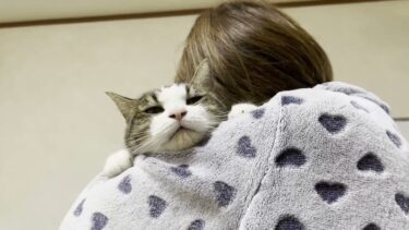 「抱っこしてほしい」が伝わって嬉しさでヨダレが溢れてしまう猫【ひのき猫】