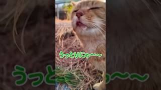 撫でられてうっとりする猫に癒される【感動猫動画】