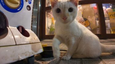 商店街の白猫ちゃん、今日は猫好きの酒屋さんにいました【感動猫動画】