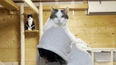 あまりの寒さで散歩からダッシュで帰る猫【ひのき猫】