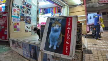 夕方の商店街で閉店前に店先でくつろぐ猫たち【感動猫動画】