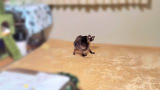 回転することがお好きなシャム猫に「回って」と頼んだ結果💃＋おまけ【CuteWoo】
