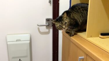 高い所から降りれなくなった猫を助けようとしたら…【てん動画】