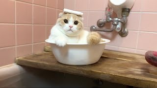 ばあばの家のお風呂が気に入った猫がついにこうなっちゃいました…笑【もちまる日記】