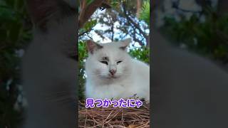 木陰から出てきて甘える猫【感動猫動画】