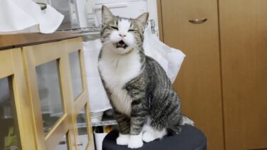 焼かれて膨れる餅が気になって仕方がない猫【ひのき猫】