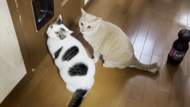 大阪 震度4の地震で少しびっくりした猫【ひのき猫】
