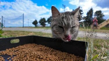 パーキングにある東屋の猫の集会所はカリカリ食べ放題【感動猫動画】