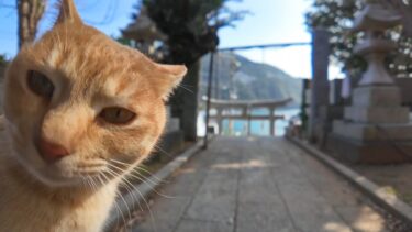 猫島の神社に階段下で出会った猫と一緒に参拝してきた【感動猫動画】