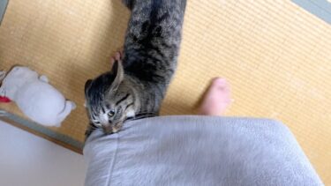 お風呂上がりに猫と遊んでたらポロリしちゃった… ///♡【てん動画】