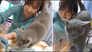 灰色猫との自撮りが上手くいかないママ【kokesukepapa】