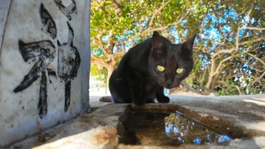 水を飲む黒猫ちゃん【感動猫動画】