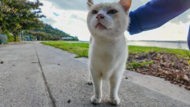 夕方のビーチで座っていると猫がトコトコ歩いてきて隣に座ってきた【感動猫動画】