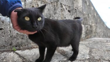 石垣の下で座っていたら甘えん坊な黒猫ちゃんがモフられにきた【感動猫動画】