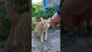 2匹の猫に癒される♪【感動猫動画】