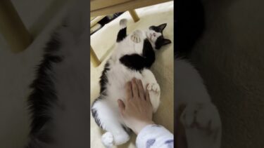 触んな！とウェルカム #ひのき猫 #cat #猫【ひのき猫】