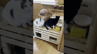 ごはんの順番待ちをしていたのに #ひのき猫 #cat #大福にゃん #猫【ひのき猫】