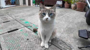 昼間の飲み屋街の路地裏で出会った猫は人懐こい猫だった【感動猫動画】