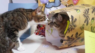 おみやげの袋に吸い込まれていく猫たち☆東京みやげの袋で都会っ子気分？なガーちゃんゴマちゃん【リキちゃんねる　猫動画】 キジトラ 猫のいる暮らし