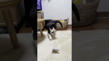 ひまわりのお手玉芸 #ひのき猫 #cat #猫 #保護猫【ひのき猫】