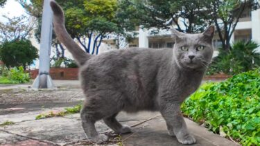 公園で出会ったグレーの猫ちゃん、人懐っこくてカワイイ【感動猫動画】