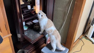 初めてじいじの仏壇を見た猫がまさかの行動に出ました…【もちまる日記】