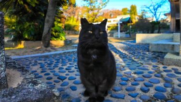 近所の神社に初詣に行ったら黒猫ちゃんが出迎えてくれた【感動猫動画】