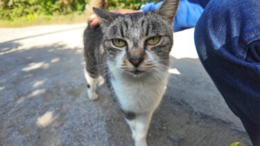 林道でバイクを停めて歩くと猫がこっちに寄ってきた【感動猫動画】