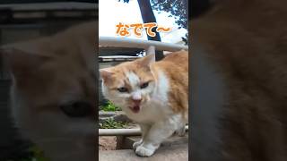 おしゃべりな猫ちゃんと戯れた【感動猫動画】