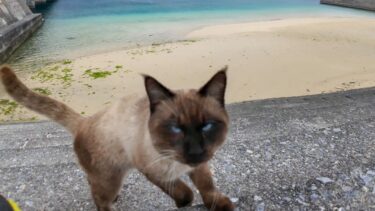 防波堤に座ると猫が駆け寄ってきた【感動猫動画】