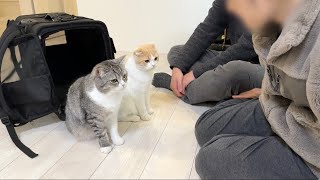 1ヶ月間一緒に過ごした家族とお別れしようとしたら猫たちがこうなっちゃいました…【もちまる日記】