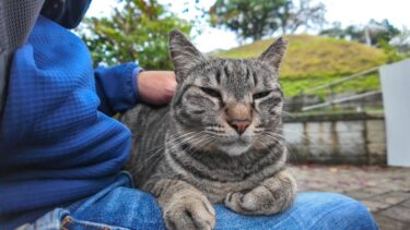 公園にいた野良猫を撫でると喜んで膝の上に乗ってきた【感動猫動画】