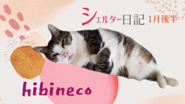 【hibinecoシェルター】不定期日記|１月後半【hibineco／保護猫シェルター】