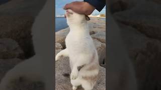 甘え方があざとすぎる猫！！【感動猫動画】