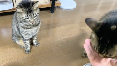 先輩猫におやつを横取りされた後輩猫がこうなりました…【てん動画】