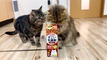 猫に牛乳パック型のエサをまるごとプレゼントしたらこうなった【ちょりちゃみチャンネル】