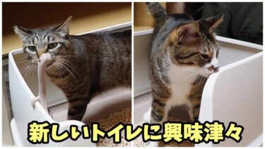 新しいトイレに興味津々な猫達　【リキちゃんねる　猫動画】 キジトラ 猫のいる暮らし