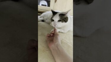 嗅ぎすぎなのでは？ #ひのき猫 #大福にゃん #猫 #cat #ねこのだいふく【ひのき猫】