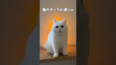 猫のオーラが凄いw #shorts【ポムさんとしまちゃん / ねこべや】