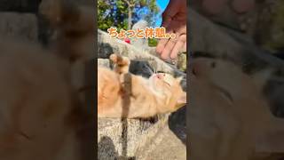 猫と戯れながらお参りに向かう♪【感動猫動画】