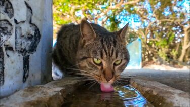 ペロペロと水を飲む猫をスローモーションで撮影してみたら殆ど飲めてない事が判明【感動猫動画】
