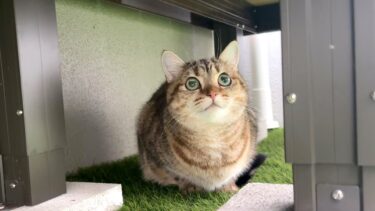 猫が雨の中脱走しちゃいました…！【ポムさんとしまちゃん / ねこべや】